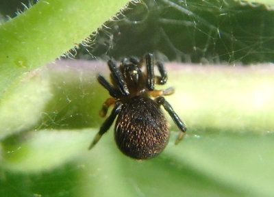 Dipoena nigra; Cobweb Spider species
