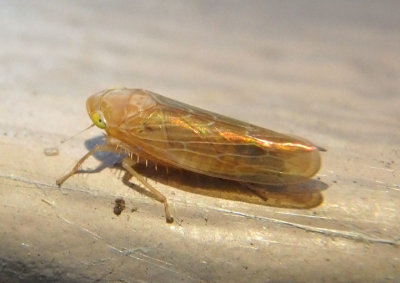 Doleranus longulus; Leafhopper species