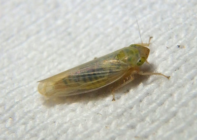 Elymana acuma; Leafhopper species