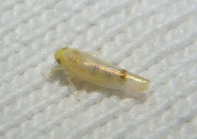 Ossiannilssonola Leafhopper species