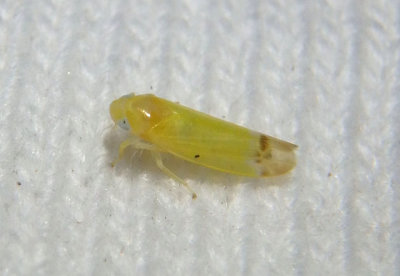 Empoa saffrana; Leafhopper species 