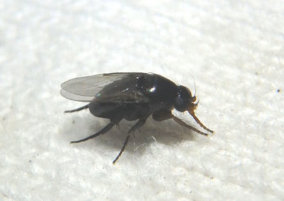 Ephydridae Shore Fly species