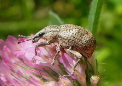 Epicaerus imbricatus; Imbricated Snout Beetle