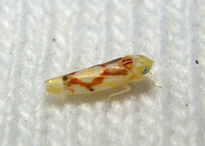 Eratoneura ligata; Leafhopper species