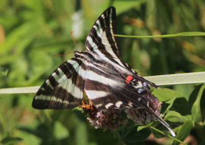 Eurytides marcellus; Zebra Swallowtail 