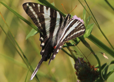 Eurytides marcellus; Zebra Swallowtail 