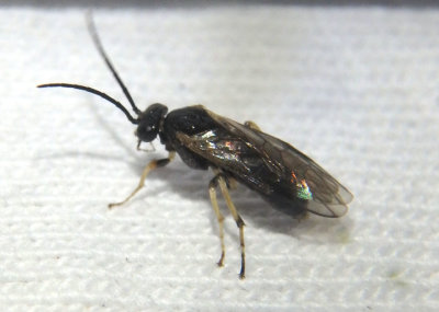 Fenusini Common Sawfly species 