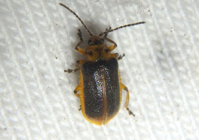 Galerucella nymphaeae; Water-lily Beetle