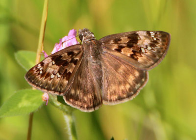 Erynnis horatius; Horace's Duskywing; female