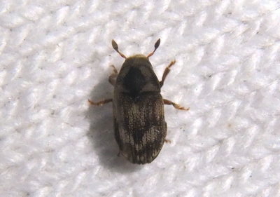 Hylesinus Crenulate Bark Beetle species 