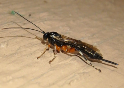 Itoplectis conquisitor; Ichneumon Wasp species; female