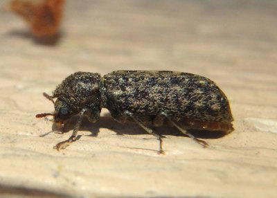Lichenophanes bicornis; Horned Powder-post Beetle species