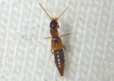Lobrathium Rove Beetle species
