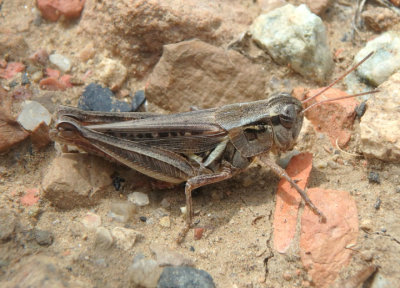 Melanoplus confusus; Pasture Grasshopper