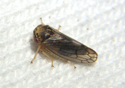 Oncopsis Leafhopper species