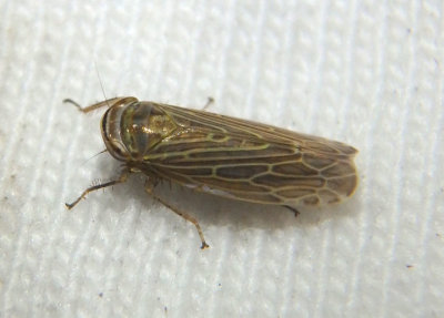 Pasaremus major; Leafhopper species