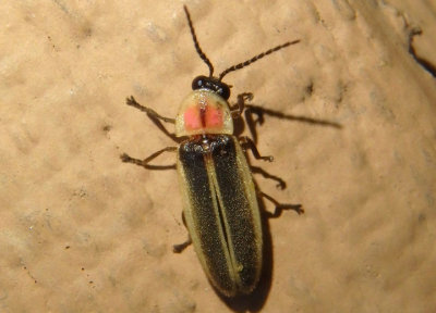 Photinus marginella/curtatus complex; Firefly species