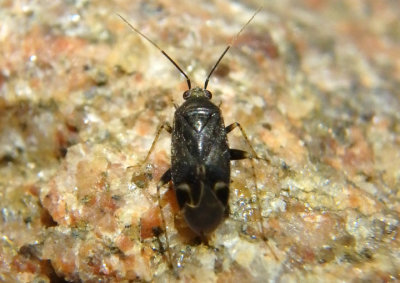 Plagiognathus politus; Plant Bug species
