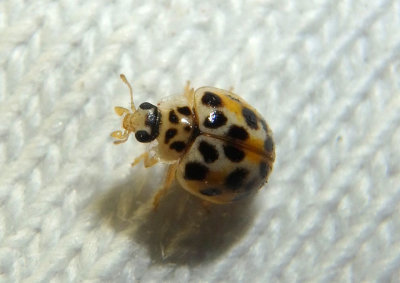 Psyllobora vigintimaculata; Twenty-spotted Lady Beetle 