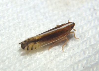 Stenocranus brunneus; Delphacid Planthopper species