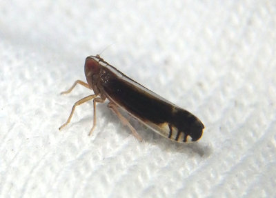 Stenocranus brunneus; Delphacid Planthopper species