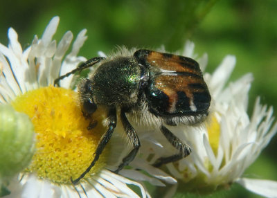 Trichiotinus Flower Chafer species