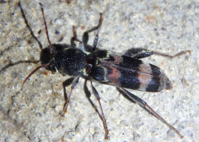 Xylotrechus colonus; Rustic Borer