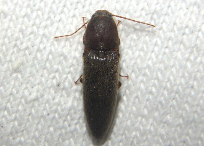 Melanotus Click Beetle species