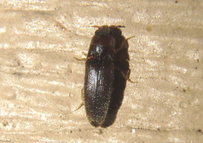 Glyphonyx Click Beetle species