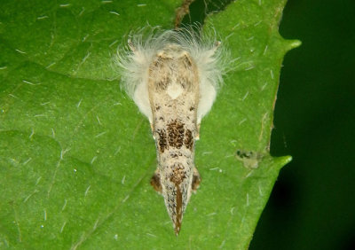 0367.1 - Acrolophus mycetophagus; Frilly Grass-tubeworm Moth