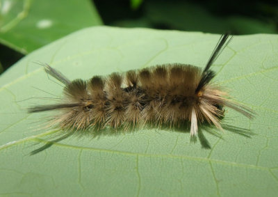 8203 - Halysidota tessellaris; Banded Tussock caterpillar
