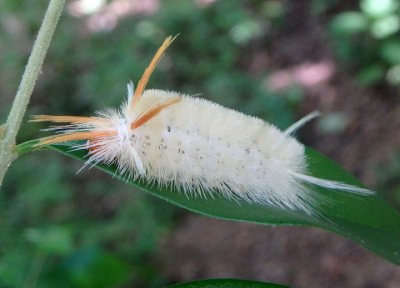 8204 - Halysidota harrisii; Sycamore Tussock Moth caterpillar