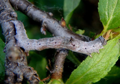 8764 - Argyrostrotis anilis; Short-lined Chocolate caterpillar