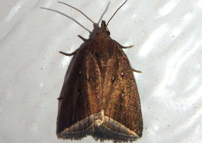 9059 - Capis curvata; Curved Halter Moth