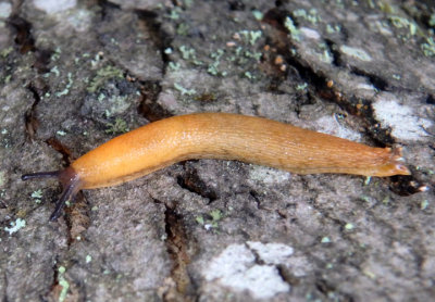 Arion subfuscus; Western Dusky Slug; exotic