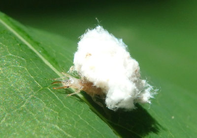 Chrysopidae Green Lacewing species larva
