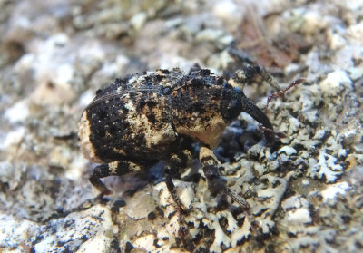 Cryptorhynchus lapathi; Poplar-and-Willow Borer