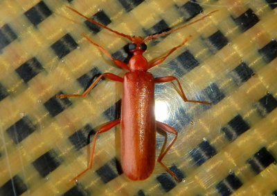 Dendroides concolor; Fire-colored Beetle species; female