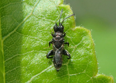 Dirhinus Chalcid Wasp species 