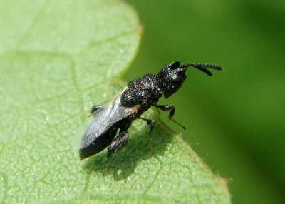Dirhinus Chalcid Wasp species 