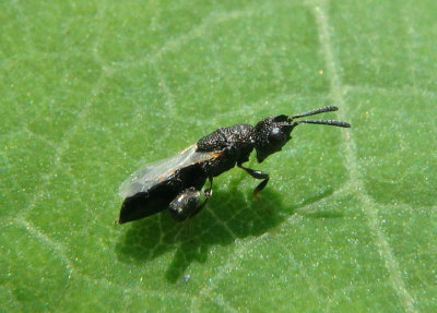 Dirhinus Chalcid Wasp species