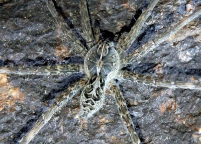 Dolomedes scriptus; Fishing Spider species