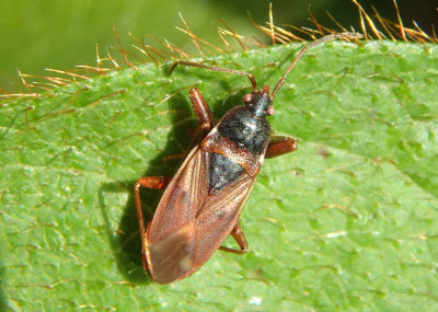 Eremocoris depressus; Dirt-colored Seed Bug species