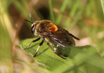 Microdon manitobensis; Syrphid Fly species