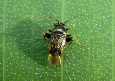 Microtechnites bractatus; Garden Fleahopper