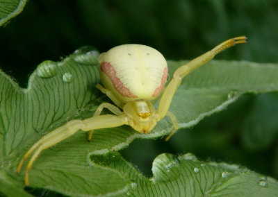 Misumena vatia; Goldenrod Crab Spider