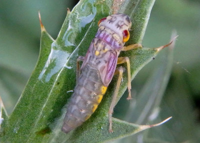 Oncometopia orbona; Broad-headed Sharpshooter nymph