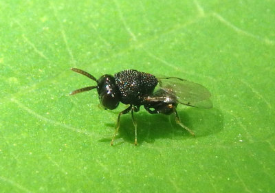 Perilampus platigaster complex; Chalcid Wasp species 