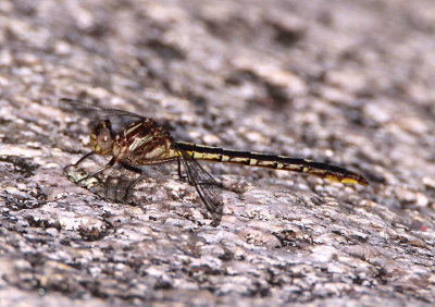 Phanogomphus exilis; Lancet Clubtail; female 