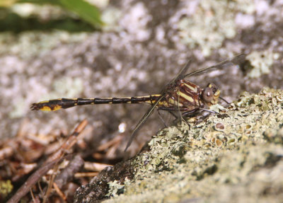 Phanogomphus exilis; Lancet Clubtail; male